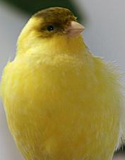 Foto de canario amarillo